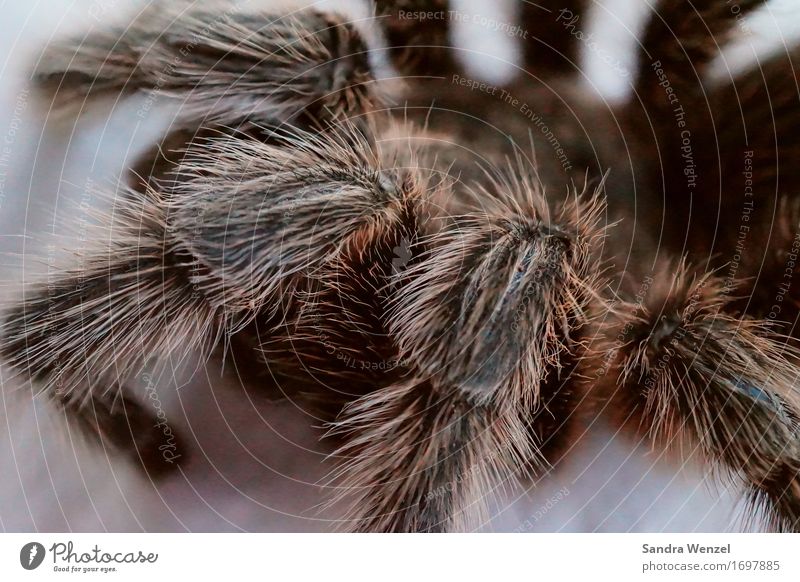 otte Spider 1 Animal Nature Bird-eating spider Tarantula Hair and hairstyles Insect Insect repellent Bite Worm's-eye view Animal portrait Half-profile