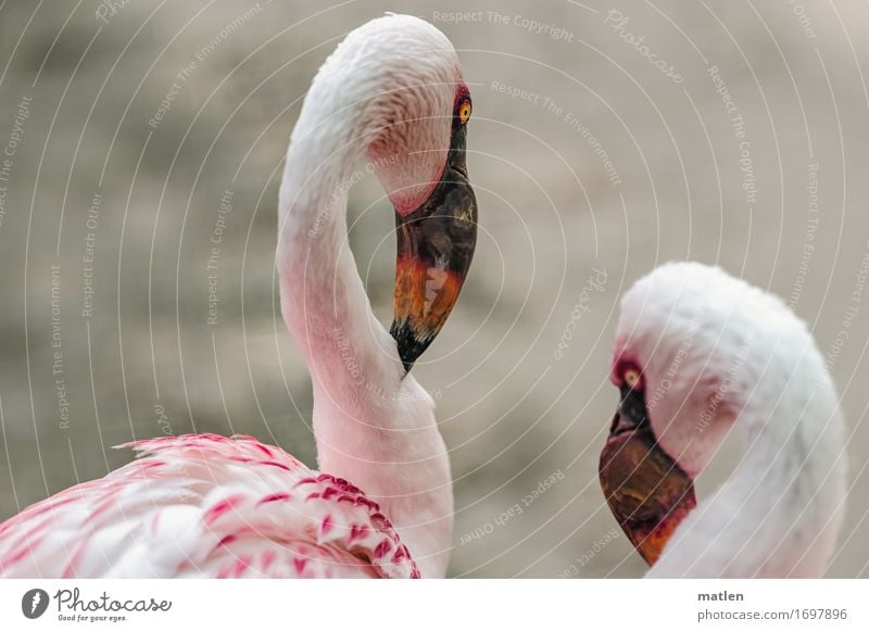Have you heard? Animal Bird Animal face 2 Yellow Gray Orange Pink White Secrecy Flamingo Beak Neck Telecommunications Colour photo Exterior shot Close-up
