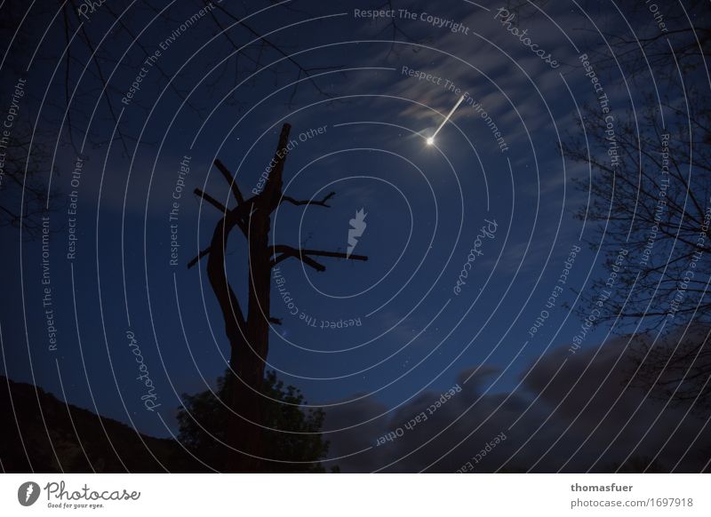 tree stump, night, meteorite Sky Clouds Night sky Stars Beautiful weather Storm Tree Threat Creepy Blue Black Surprise Loneliness Fear Revenge End