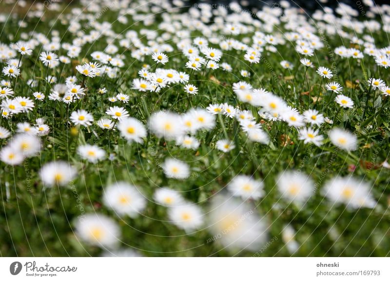 summer lawn Colour photo Multicoloured Pattern Sunlight Blur Nature Plant Summer Beautiful weather Flower Grass Blossom Daisy Meadow Friendliness Happy Infinity
