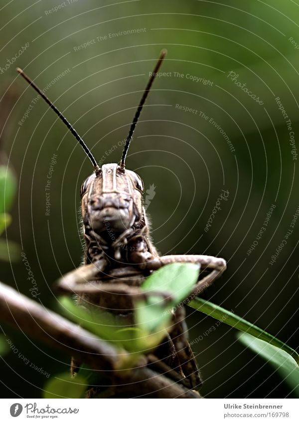 Large grasshopper with long antennae Nature Animal spring bushes Wild animal Animal face Locust Insect Shell Feeler Long-horned grasshopper Monster