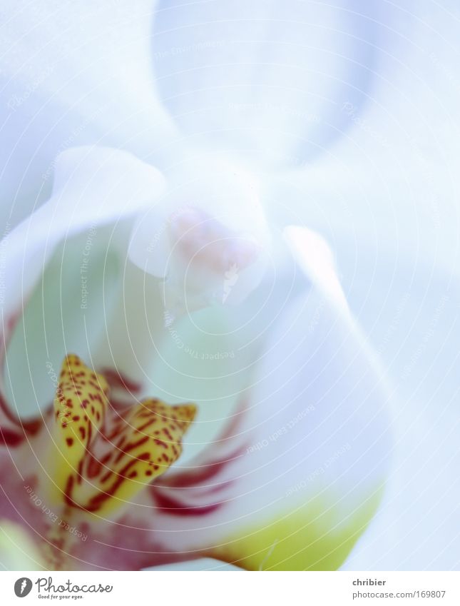 Say "AAAAHHHHH"! Close-up Macro (Extreme close-up) Plant Flower Orchid Blossom Exotic Blossoming Fragrance To enjoy Esthetic Beautiful Clean Yellow Red Silver