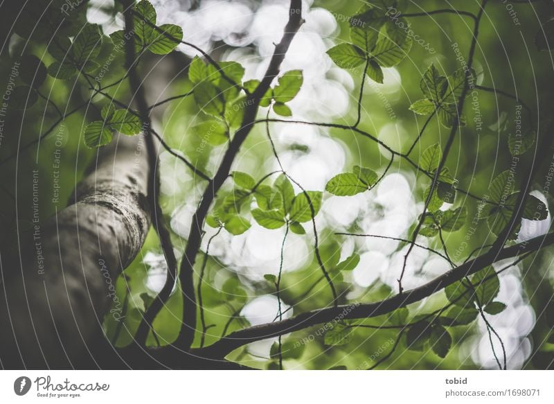 leaf canopy Nature Plant Sky Tree Forest Elegant Beech tree Beech wood Leaf Leaf canopy Green Tree trunk Twigs and branches Branched Colour photo Exterior shot