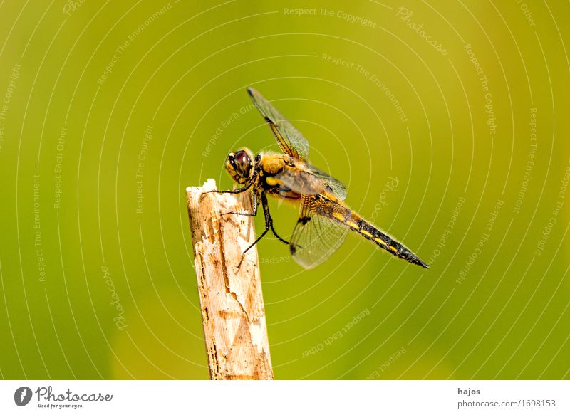 Vierfleck,Libellula quadrimaculata Life Summer Environment Nature Animal Water Leaf Pond Wild animal Sit Large Dragonfly Big dragonfly Insect Living thing