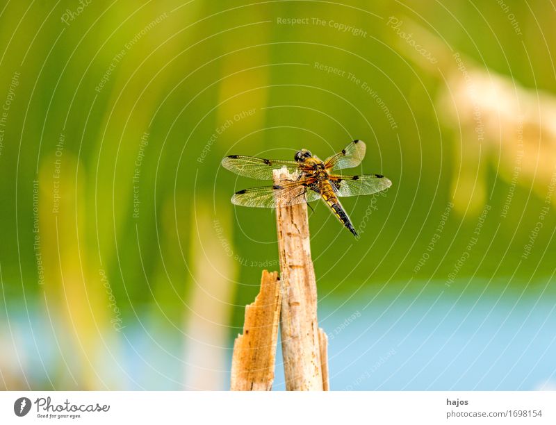 Vierfleck,Libellula quadrimaculata Life Summer Environment Nature Animal Water Leaf Pond Wild animal Sit Large Dragonfly Big dragonfly Insect Living thing
