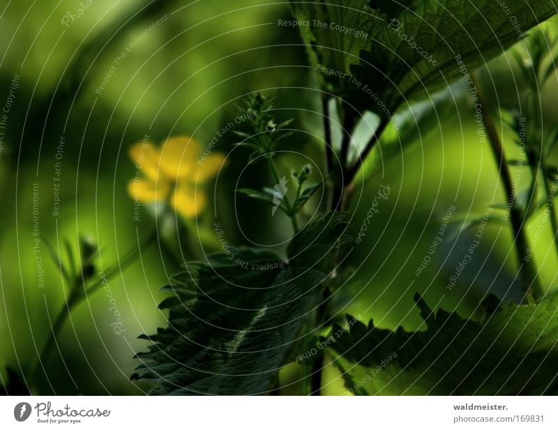 Dream in green Colour photo Exterior shot Close-up Abstract Deserted Copy Space left Copy Space top Day Shadow Contrast Shallow depth of field Plant Flower Leaf