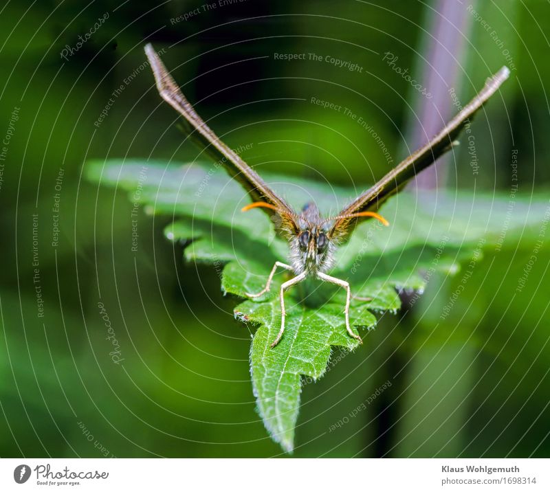 departure Environment Nature Animal Spring Summer Plant Leaf Wild plant Meadow Forest Butterfly 1 Brown Gray Green Ox eye butterfly Wing Feeler Departure