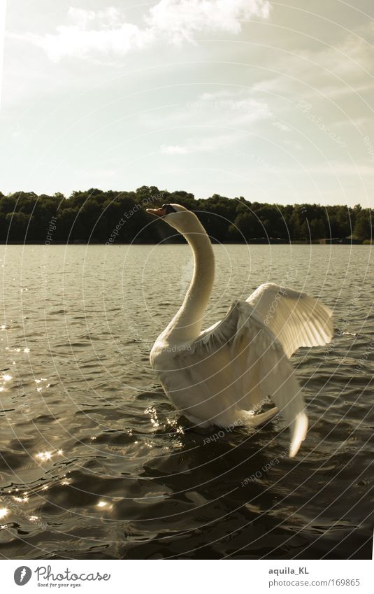 Dreamlike Colour photo Exterior shot Deserted Copy Space top Morning Back-light Animal portrait Wild animal Bird Swan 1 Determination Feather Wing Water Sun