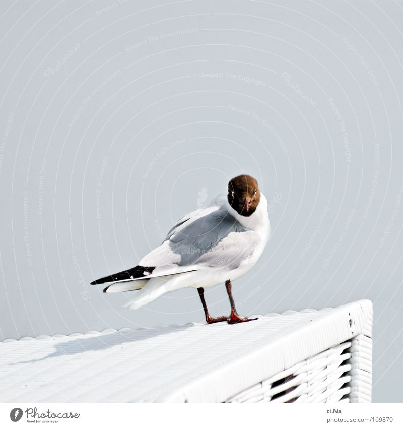 you got fries. Exterior shot Copy Space top Day Looking into the camera Environment Nature Plant Air Coast North Sea Wild animal Bird Wing Black-headed gull  1