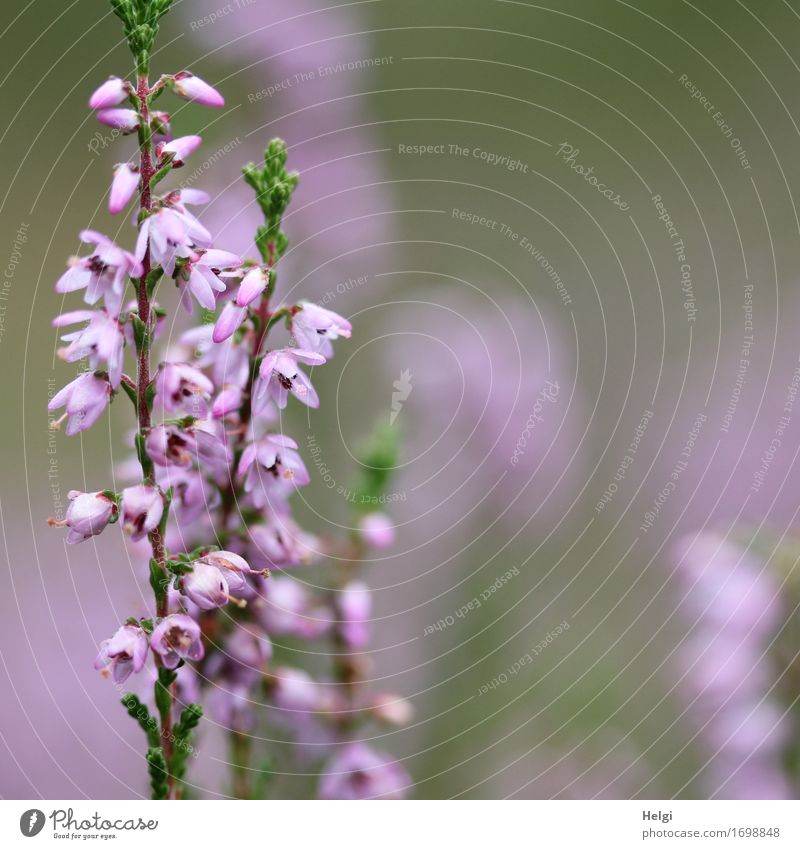flowering heather Environment Nature Plant Summer Beautiful weather Blossom Wild plant Heather family Blossoming Growth Esthetic Uniqueness Small Natural Gray
