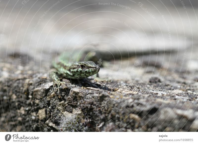 lizard in view Nature Animal Wall (barrier) Wall (building) Wild animal Lizards Reptiles 1 Observe Looking Wait Sunbathing Heat Renewable Relaxation