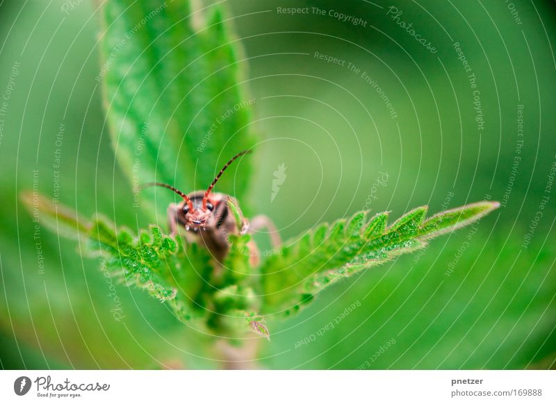 boo Colour photo Exterior shot Macro (Extreme close-up) Copy Space right Day Looking into the camera Nature Spring Plant Leaf Foliage plant Wild animal Beetle