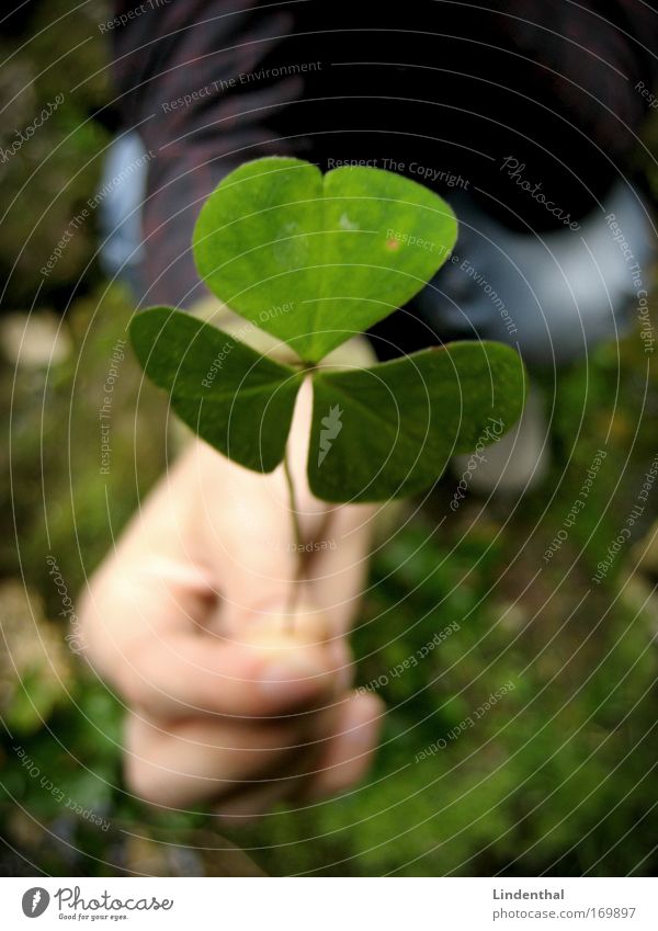 A cloverleaf for you Colour photo Exterior shot Copy Space bottom Day Downward Human being Hand 1 Plant Leaf Foliage plant Clover Cloverleaf Emotions Love