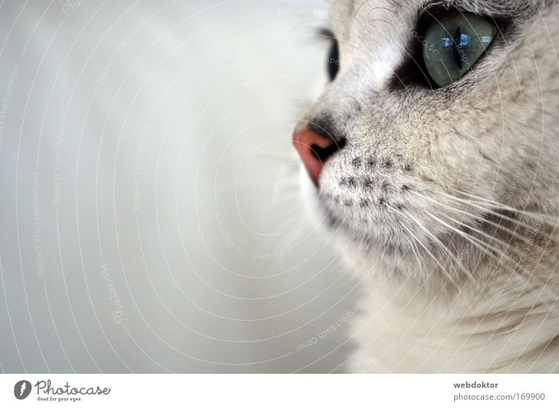 Picaso the cat Animal Pet Cat 1 Looking Dream Wait Elegant Beautiful Cuddly Sympathy Cute Marvel Colour photo Exterior shot Day Sunlight Shallow depth of field
