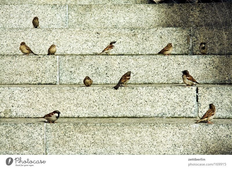 sparrows Sparrow Bird Flock of birds Spring standing bird civilization attendants cultural follower Stairs Steps Level climb the stairs Sit Wait Foraging