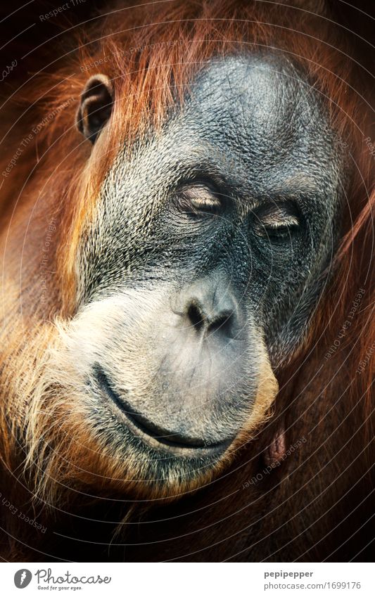 human Zoo Face Eyes Nose Mouth Lips Animal Wild animal Animal face Pelt Monkeys Orang-utan 1 Think Dream Exceptional Brown Emotions Moody Sadness Concern