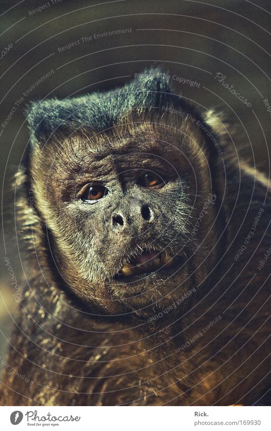 Despair. Copy Space top Copy Space bottom Shallow depth of field Central perspective Animal portrait Looking Looking into the camera Forward Science & Research