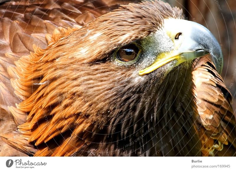 King of the skies 1 Colour photo Exterior shot Deep depth of field Central perspective Looking away Bird Animal face Brave Authentic Uniqueness Elegant Power