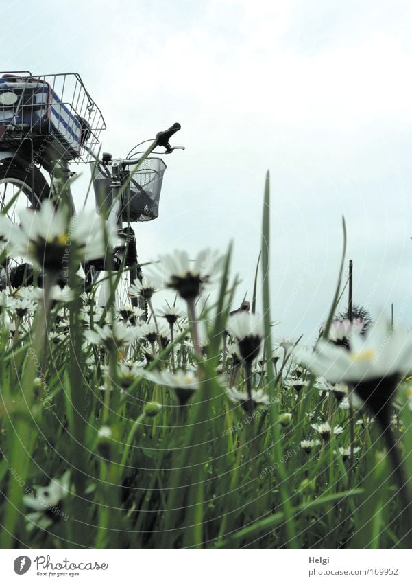 a bicycle with a wire basket stands at a meadow with daisies Colour photo Subdued colour Exterior shot Deserted Copy Space top Day Worm's-eye view Joy