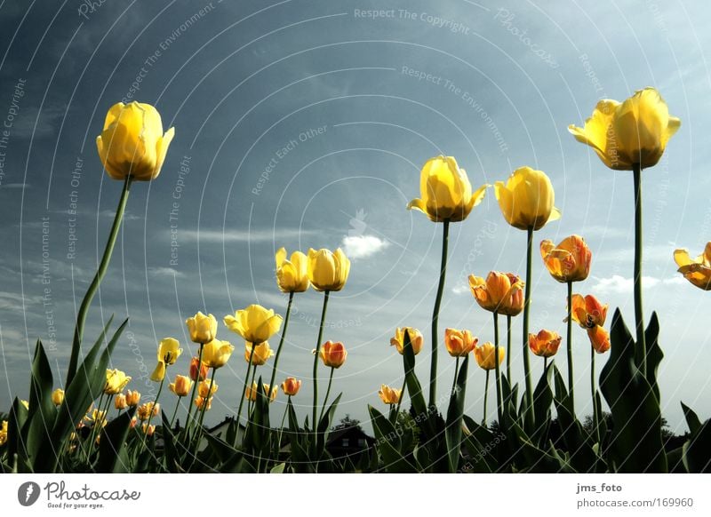 Tulips [acid] Colour photo Exterior shot Close-up Deserted Copy Space top Day Sunlight Deep depth of field Worm's-eye view Wide angle Nature Plant Spring Flower