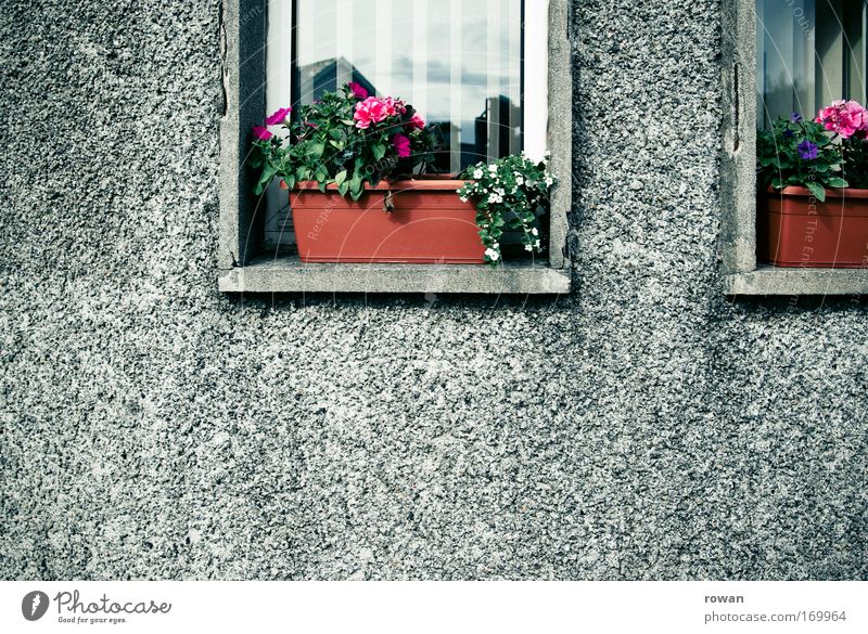 roughcast and flower boxes Colour photo Exterior shot Deserted Copy Space left Copy Space bottom Day House (Residential Structure) Detached house Facade Window