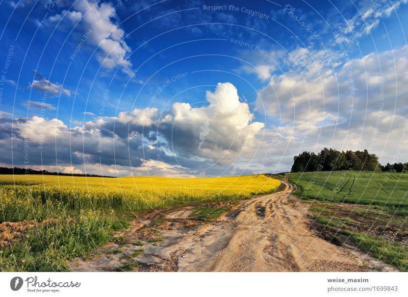 Country road in spring colza fields Summer Agriculture Forestry Industry Nature Landscape Plant Sky Clouds Sunrise Sunset Spring Beautiful weather Tree Flower