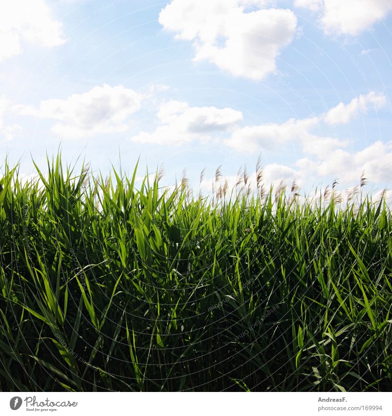 Landed. Colour photo Multicoloured Exterior shot Copy Space top Copy Space bottom Sunlight Environment Nature Landscape Plant Sky Clouds Summer Climate change