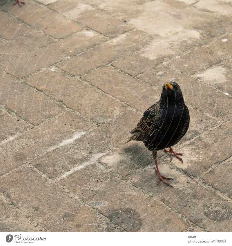 superstar Environment Nature Animal Park Places Wild animal Bird Starling 1 Observe Looking Wait Black Curiosity Plumed Paving stone Ornithology Colour photo