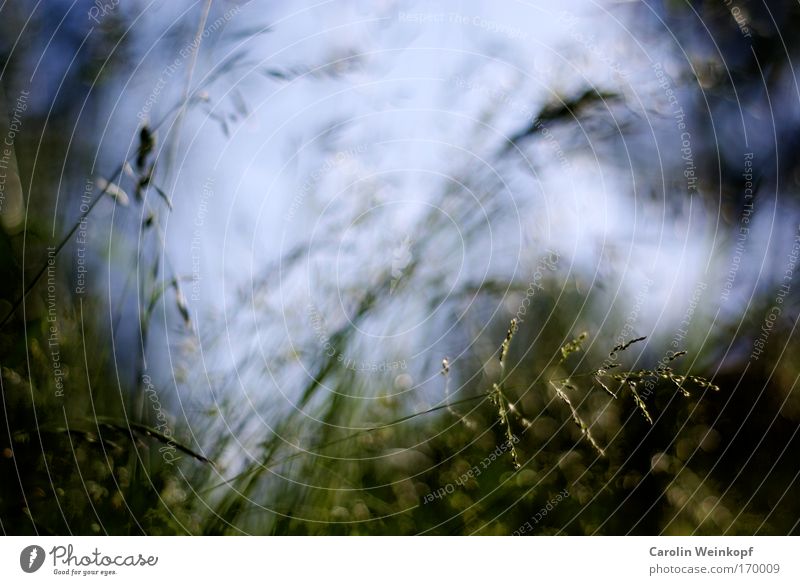 Hay fever II. Colour photo Exterior shot Close-up Detail Abstract Pattern Structures and shapes Deserted Copy Space top Light Shadow Contrast