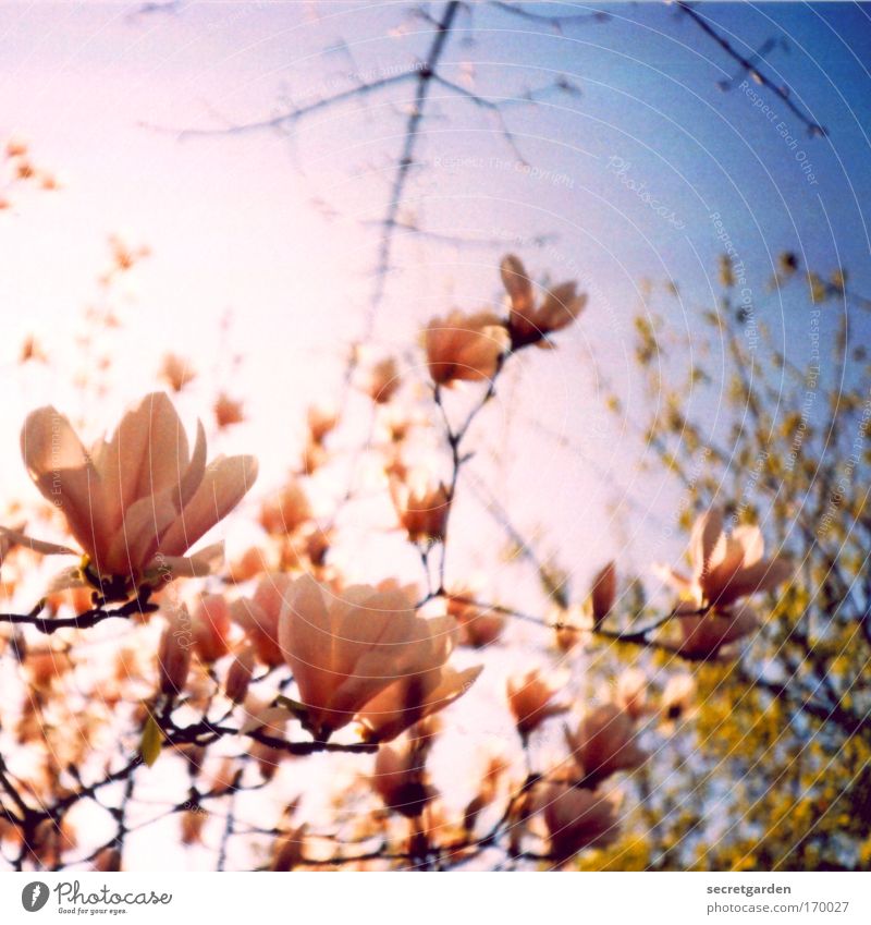cherry blossom- uh magnolia-loving Colour photo Multicoloured Exterior shot Detail Lomography Holga Deserted Copy Space top Morning Dawn Day Twilight Light