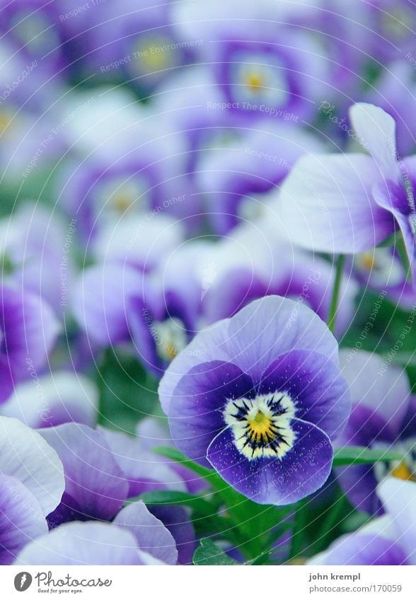 viola Colour photo Multicoloured Exterior shot Copy Space top Shallow depth of field Plant Flower Pansy blosssom Park Cemetery Blossoming Kitsch Beautiful