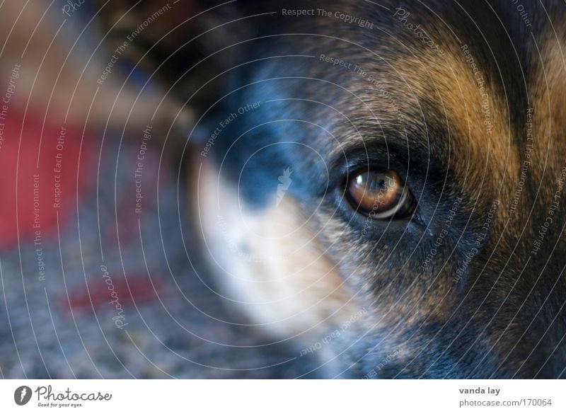Faithful look Colour photo Multicoloured Deserted Copy Space left Blur Shallow depth of field Animal portrait Looking Looking into the camera