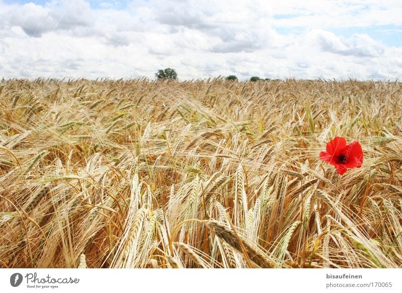 poppy seed Colour photo Exterior shot Deserted Day Sunlight Panorama (View) Landscape Sky Clouds Horizon Summer Plant Flower "Poppy flower Barley Grain