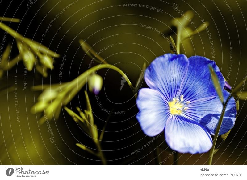 flax Flower Blossom - a Royalty Free Stock Photo from Photocase