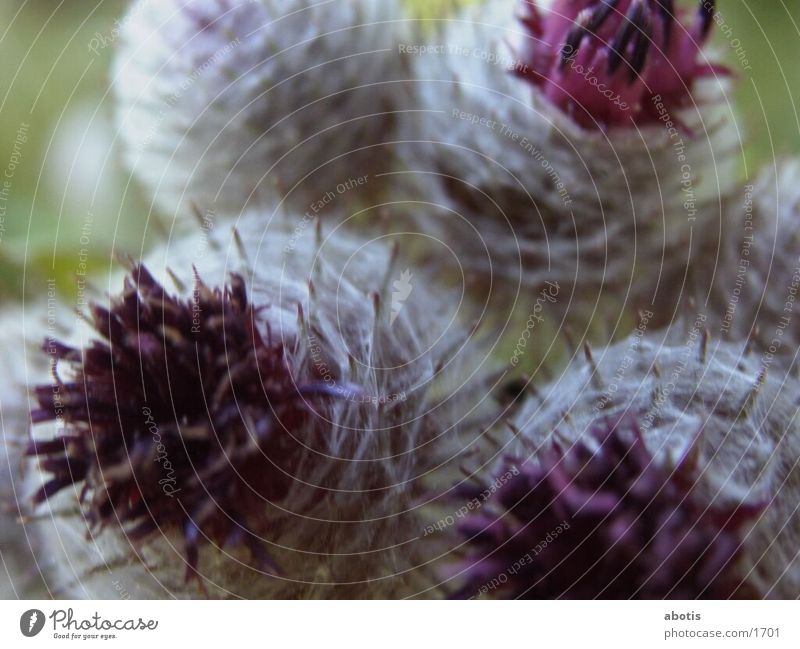 Macro Thorns Thistle Macro (Extreme close-up)