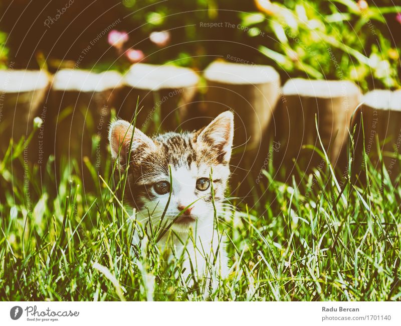 Baby Cat Playing In Grass Environment Plant Animal Sunlight Summer Pet Animal face 1 Baby animal Observe Discover To enjoy Looking Friendliness Happiness
