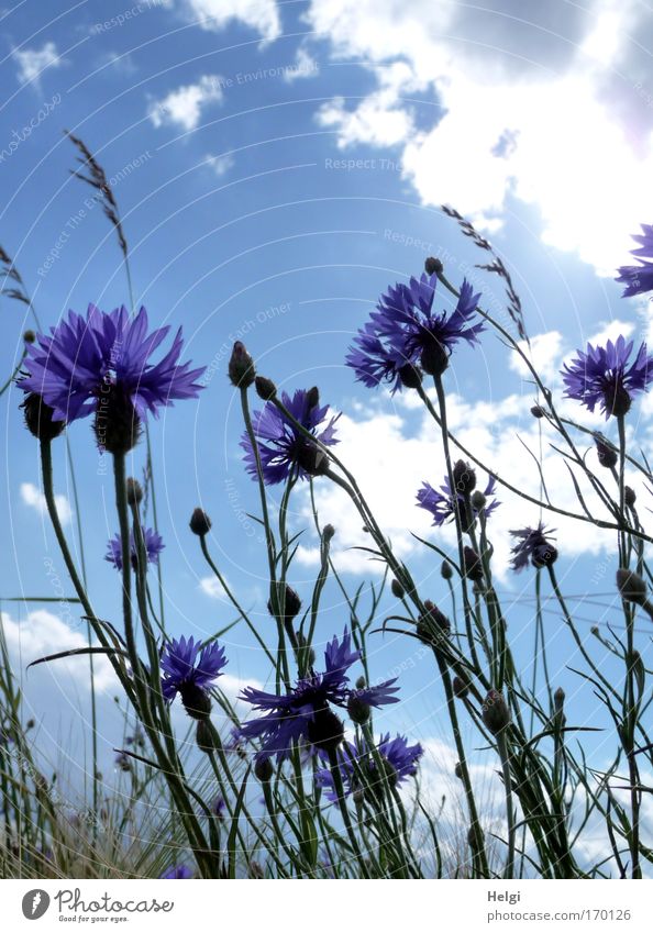 Blossoms and buds of cornflowers in front of blue sky with clouds Colour photo Multicoloured Exterior shot Close-up Deserted Copy Space top Day Shadow Sunlight