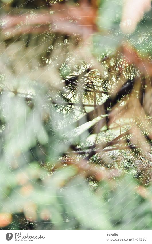 Off to the undergrowth Nature Plant Garden Park Forest Wild Coniferous trees Fir needle Fir tree Bushes Shadow play Beam of light Branch Cave Woodground