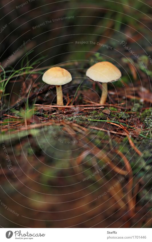 two small mushrooms in the forest forest mushrooms Woodground Automn wood toxic mushrooms Autumn feeling Mindfulness in nature autumn mood September