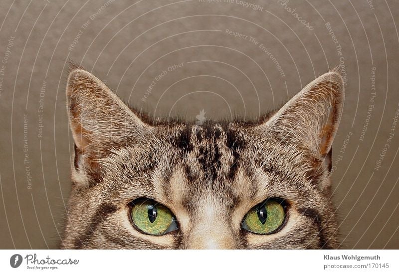 Gray cat looks attentively into the lens Colour photo Interior shot Close-up Detail Flash photo Shallow depth of field Animal portrait Looking Cat 1 Observe