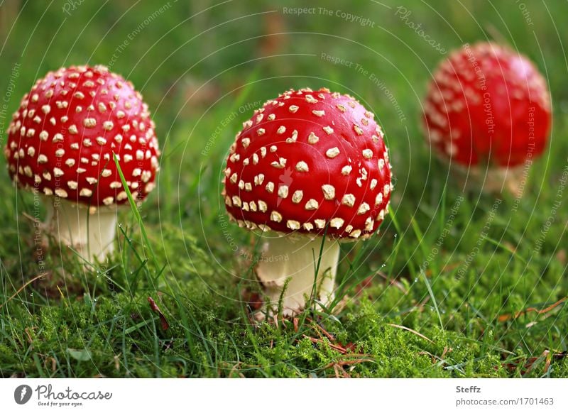 three Little Red Riding Hoods in a green forest meadow Toadstools mushrooms toxic mushrooms symbol of luck Lucky people forest mushrooms Glade Amanita Muscaria