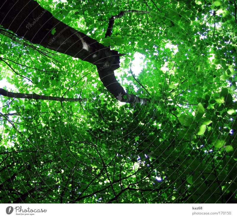 natural roof Leaf Forest Green Growth Leaf canopy Life Interlaced Tree Treetop Plant Perspective Coniferous forest Deciduous forest Glade Paradise Clearing Calm