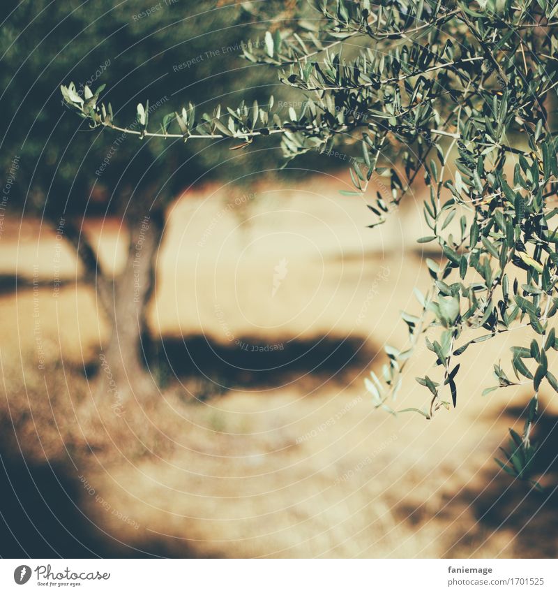 olive grove Nature Hot Bright Provence Olive tree Olive grove Square Shallow depth of field Olive leaf Warmth Southern France Tropical fruits Sunbeam Summer