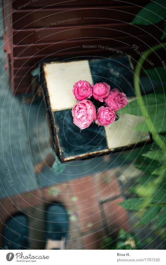 RoseStill from above Garden Decoration 1 Human being Foliage plant Wall (barrier) Wall (building) Terrace Footwear Blossoming Authentic Perspective Bouquet