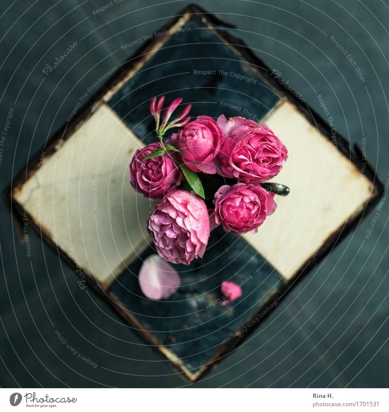 RoseStill from above II Blossom Foliage plant Blossoming Faded Transience Vintage Rust Tile Still Life Colour photo Exterior shot Deserted Copy Space left