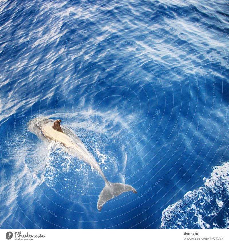 dolphin Elegant Trip Adventure Cruise Summer Ocean Environment Nature Animal Water Waves Atlantic Ocean Island La Palma Dolphin 1 Swimming & Bathing Discover