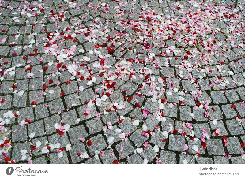 rose petals Colour photo Exterior shot Deserted Day Sunlight Bird's-eye view Stone Fragrance Free Friendliness Happiness Fresh Multicoloured Gray Red White Joy