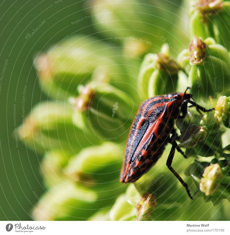 climbing artist Nature Plant Animal Flower Beetle striped bug Bug 1 Crawl Free Natural Green Red Black Light Climbing Shell Colour photo Multicoloured