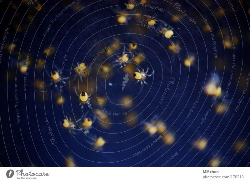 Constellation Little Spinner Colour photo Spider Group of animals Together Playing Dark Creepy Blue Yellow Fear Disgust Net Network Spider's web Spider legs