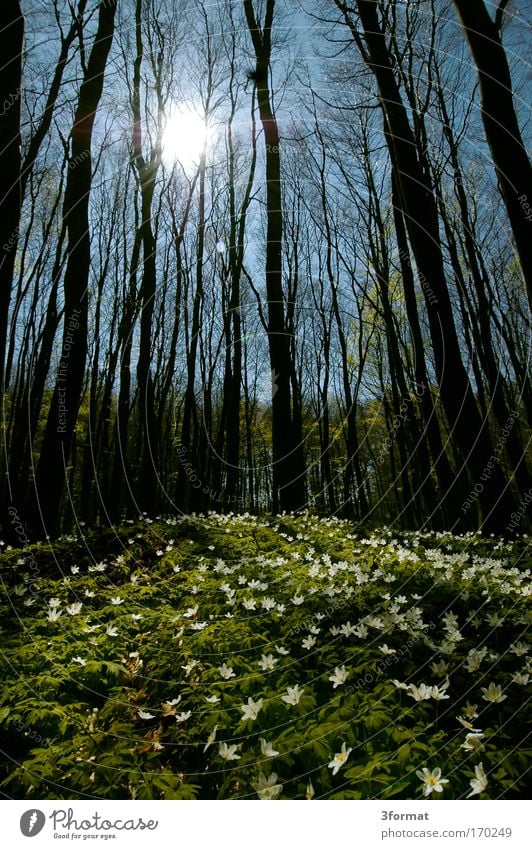 SPRING IN THE FOREST Forest Spring Butomaceae Flowerbed Flower-shaped Potting soil Fragrance Flower meadow Blossom Tree Sky blue blue sky stalls Carpet Velvet